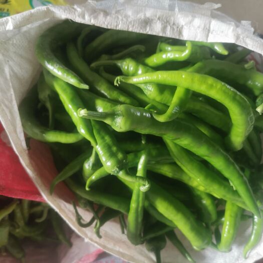 深圳二荆条 湖南特色本地辣椒，个美价优