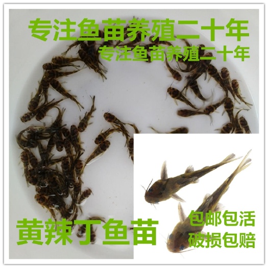 长沙现货【杂交/全雄】黄骨鱼水花苗黄骨鱼苗黄颡鱼苗黄鸭叫黄辣丁