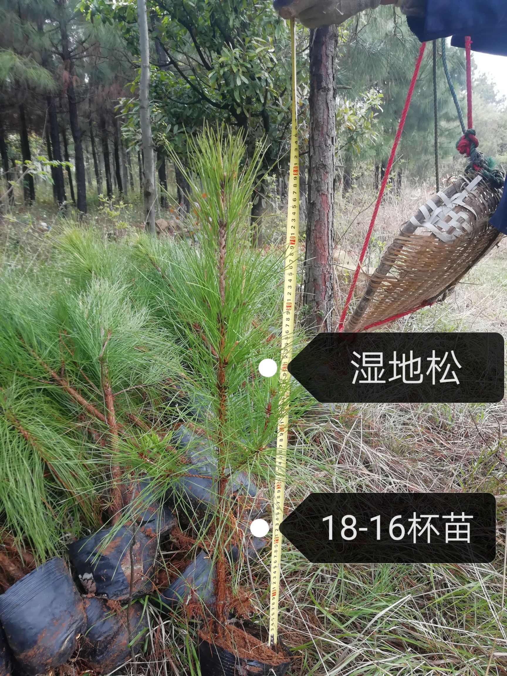 火炬树 湿地松