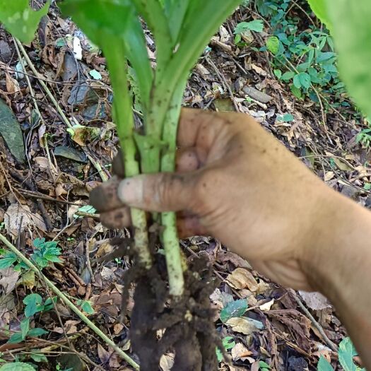 隆林县山里双肾草，现采现发，需要的联系。