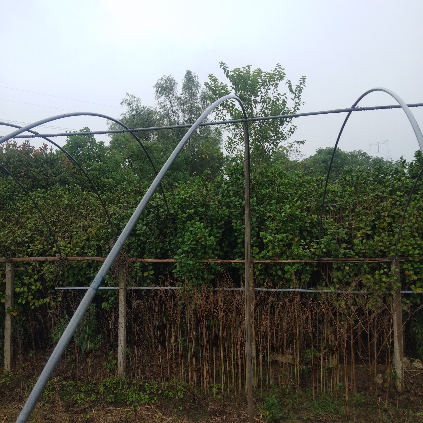  茶花红露珍清苗量多从优