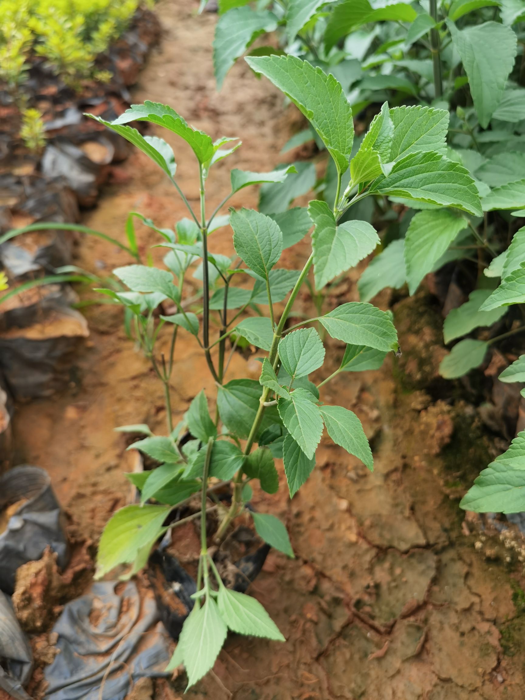  蓝鼠尾草