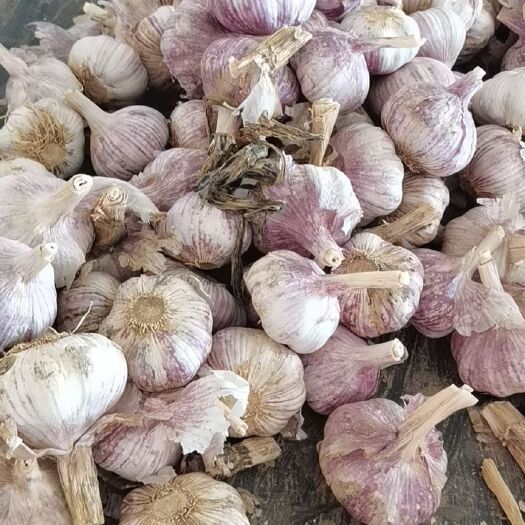 金乡县红皮蒜  山东本地大蒜，杂交蒜