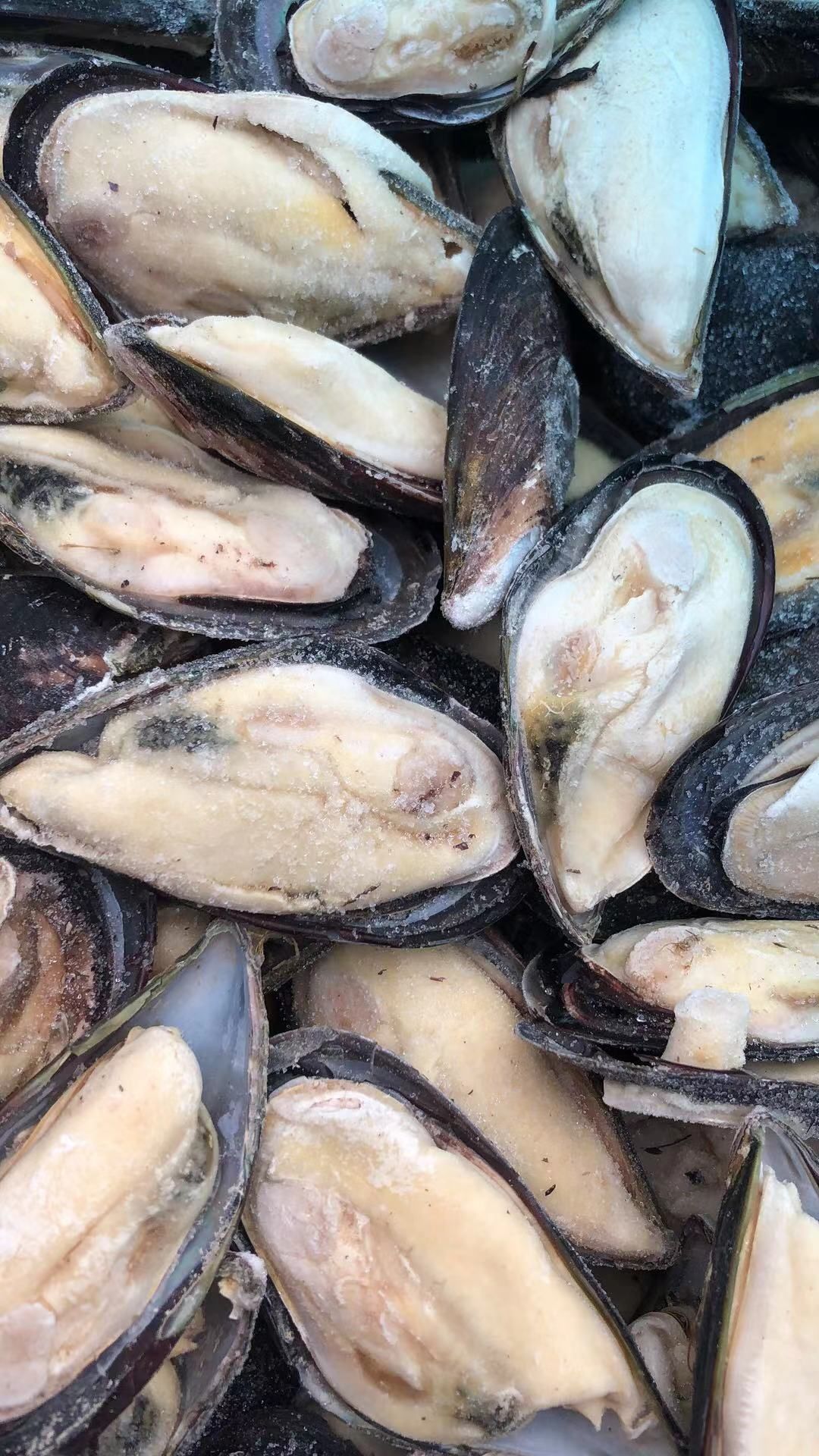 新鲜无沙大海虹半壳贻贝青口贝给黑口贝蓝口贝当季鲜活速冻淡菜