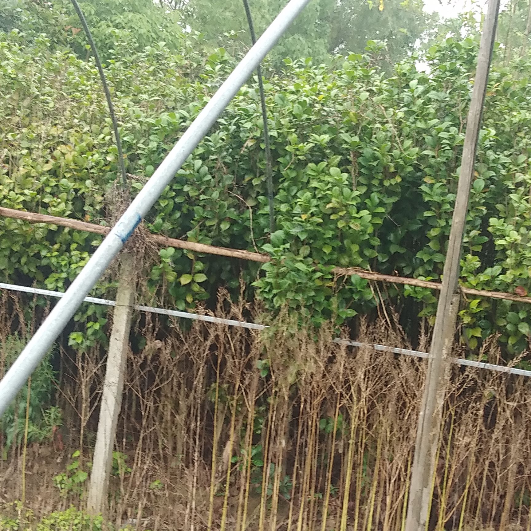 金华 茶花红露珍清苗量多从优
