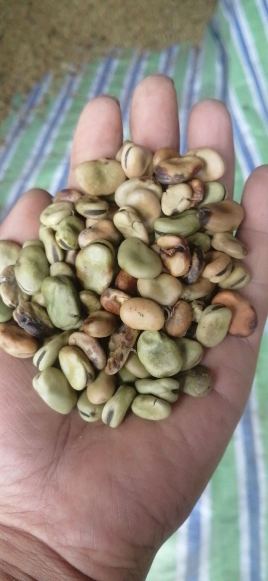 湖北蚕豆，干蚕豆，供应养殖脆皖鱼，豆瓣酱.