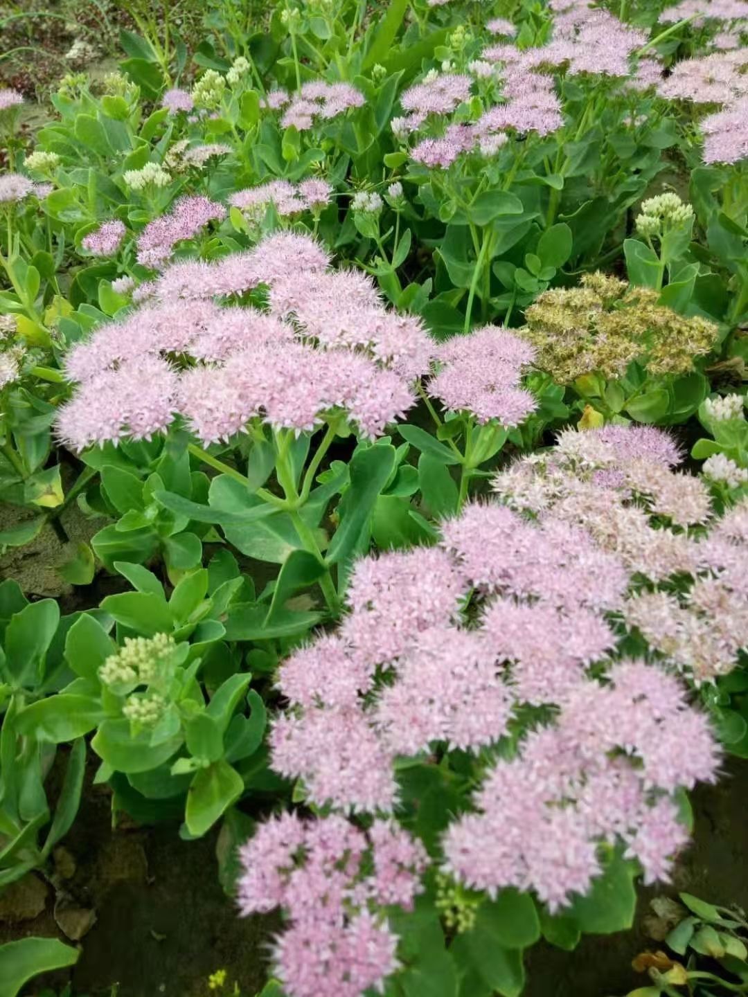  芍药花 多色千层芍药花 东北耐寒重瓣芍药花 量大优惠实地看苗