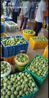 黑布林 早黑李（黑布朗），红宝石，奈李等各种各样的品种，口感好。