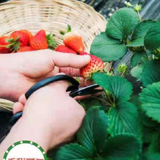 会泽县云南，金鑫草莓种植基地，夏季草莓已少量上市，发往全国各地