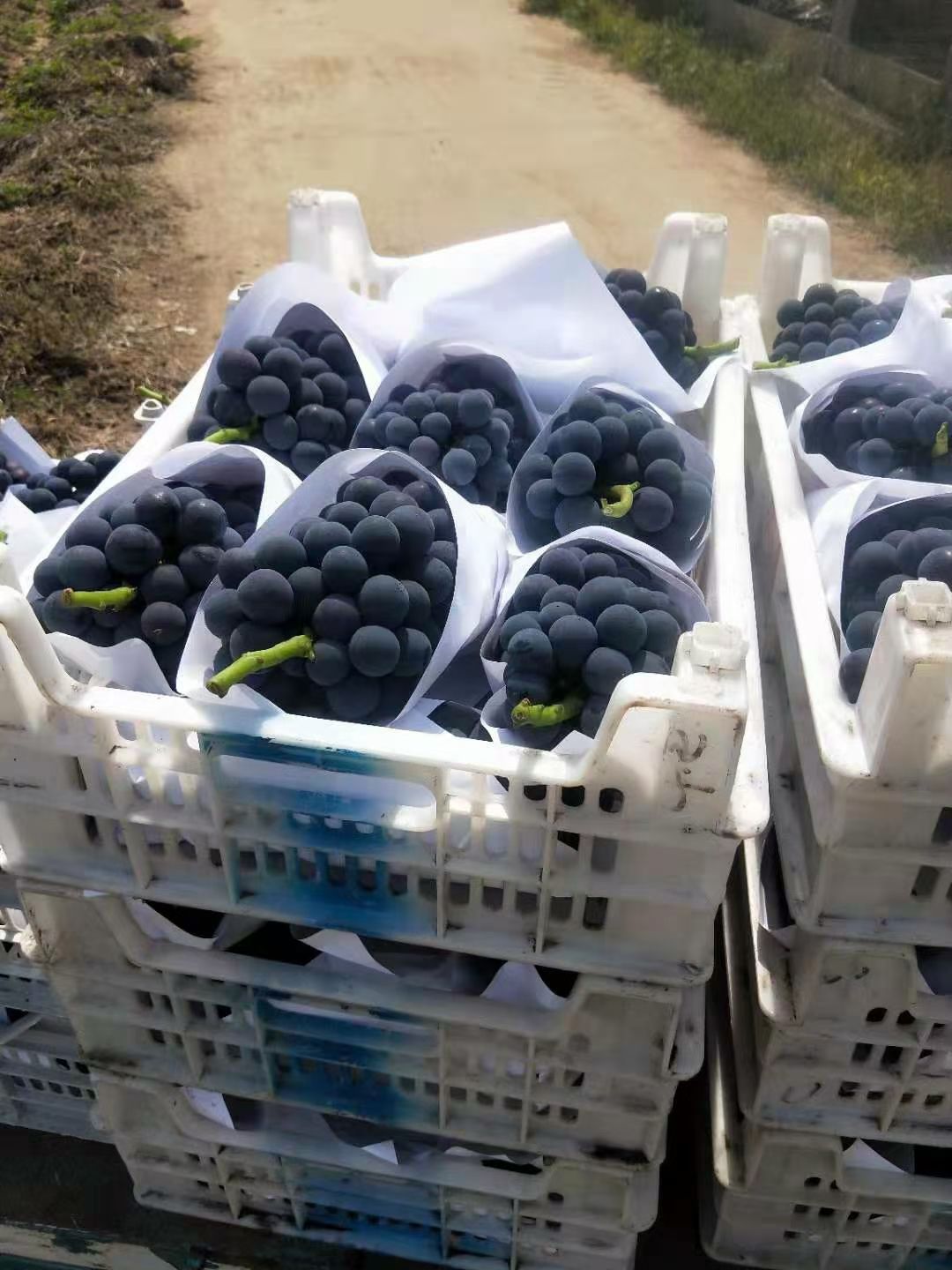 夏黑葡萄  大量上市,串型紧口感好,颗粒大果粉好,有大型冷库包装齐全