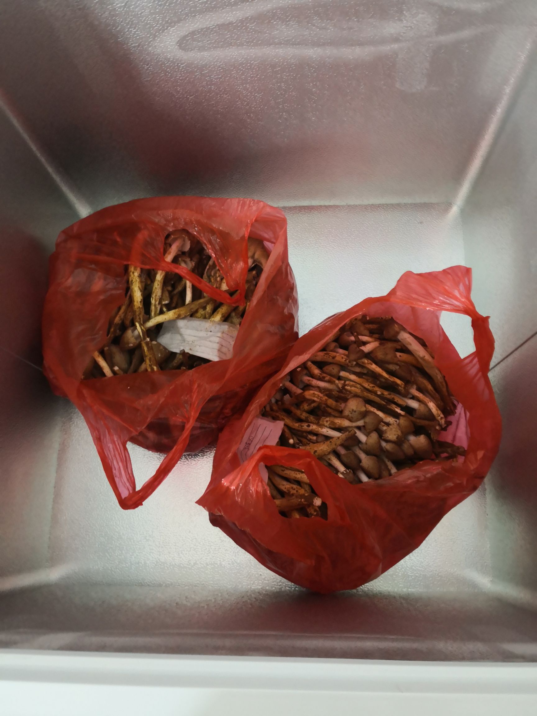 贵港白蚁谷堆伞 美味夏至箘