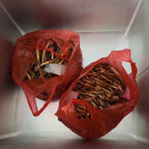 贵港白蚁谷堆伞 美味夏至箘