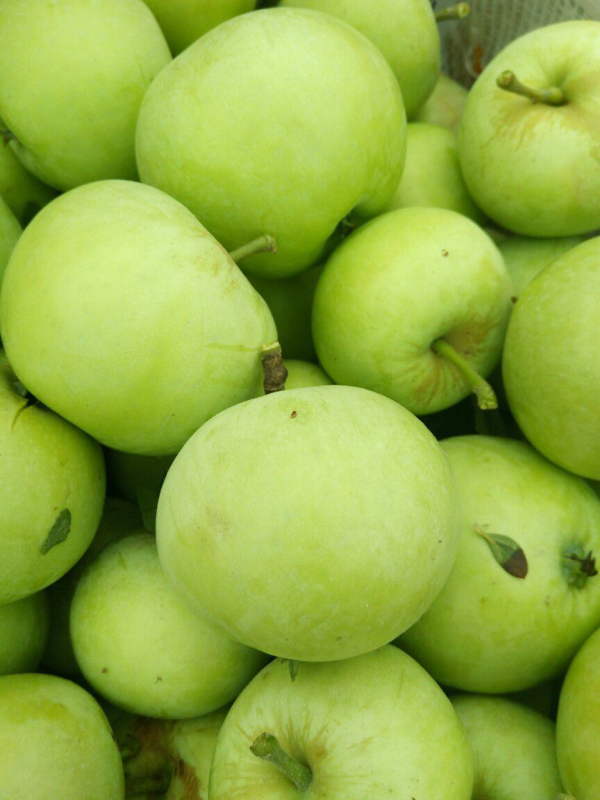 辽伏苹果 青苹果马上可以出货了