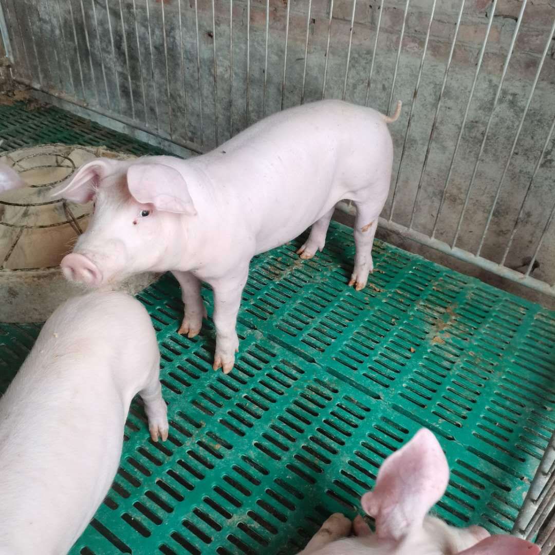 杂交猪苗  杂交育肥仔猪，适应性强，抗病能力强，好饲养，出栏快！