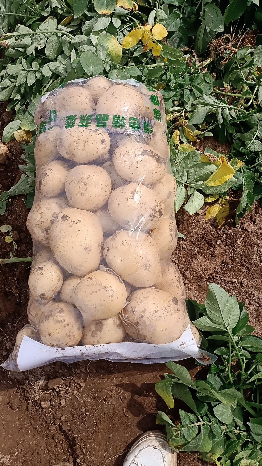 绥中早大白土豆
