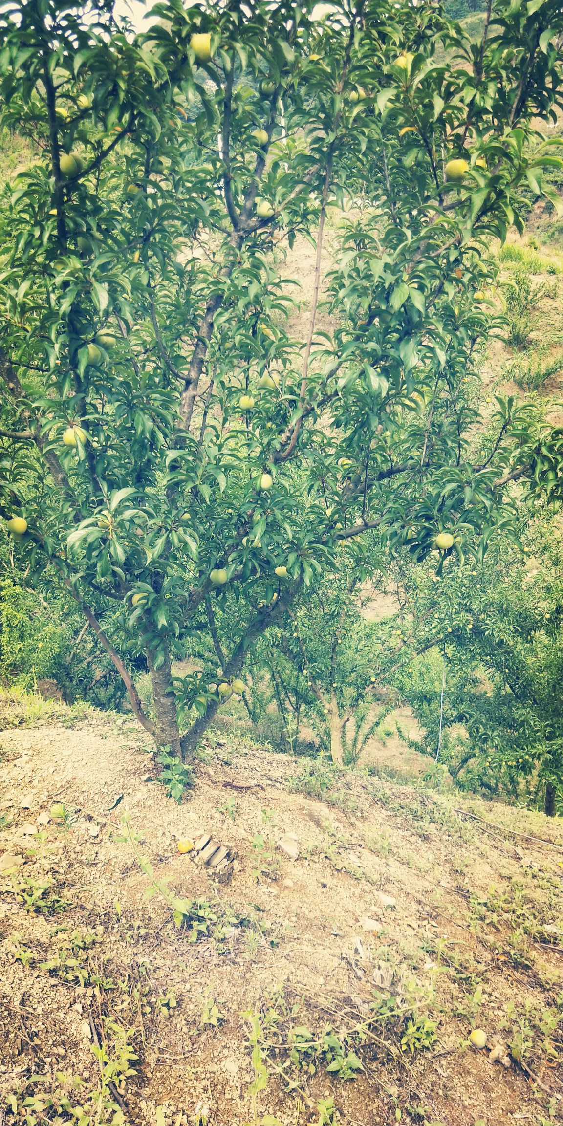 蜂糖李 已经成熟了 要吃的  老板可以联系我