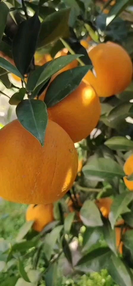 湖北宜昌秭归县橙子基地大量供应夏橙。