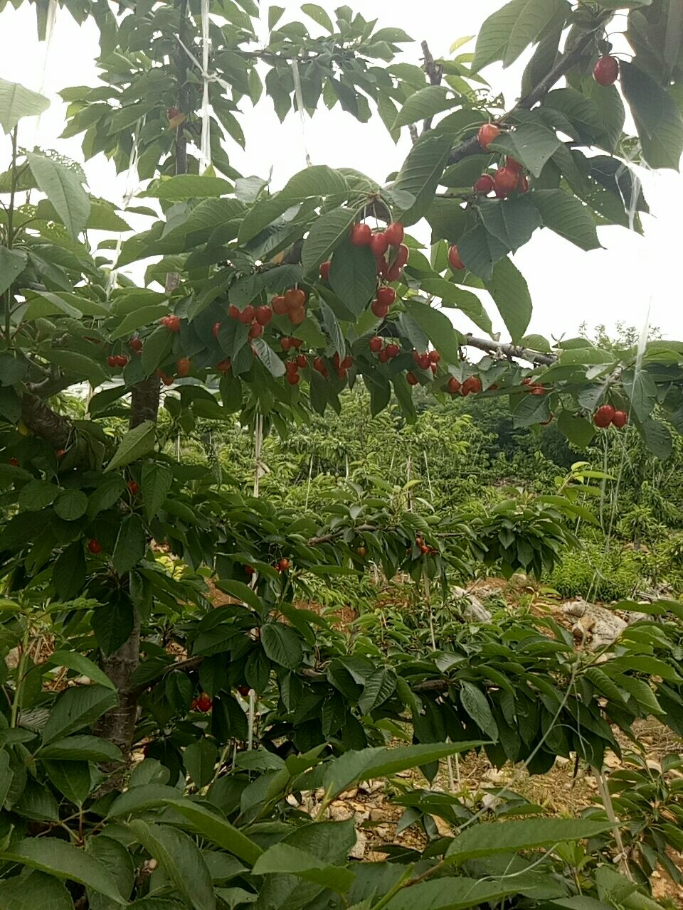 萨米脱樱桃  萨密陀樱桃