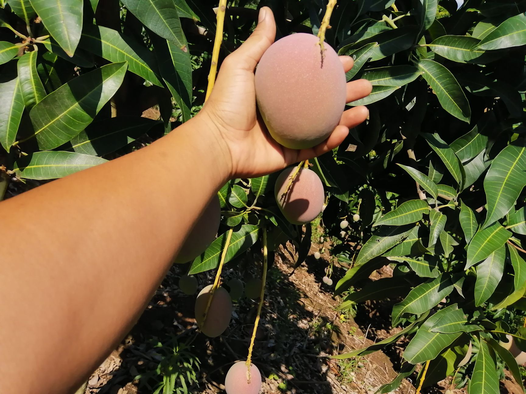 热农芒果 热农（小奥）生鲜芒果，场地直发发