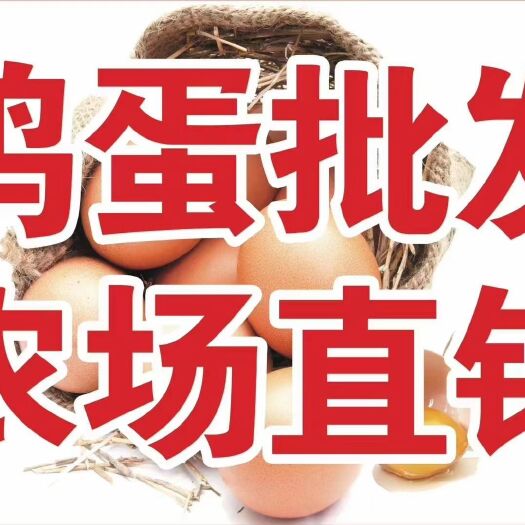 重庆市粉壳蛋  重庆蛋鲜生鸡蛋批发配送