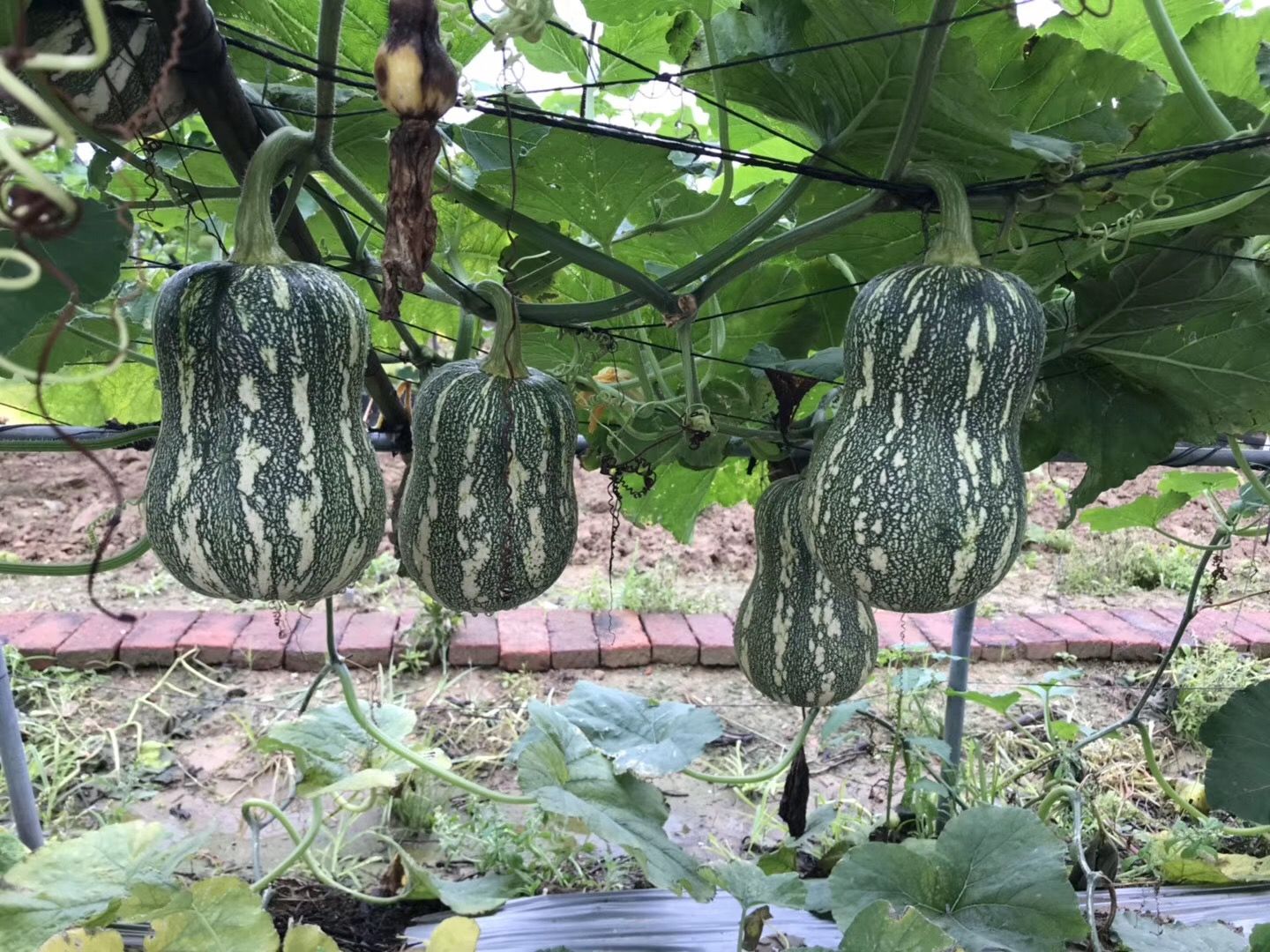  特色南瓜种子，花生蜜，南瓜种子