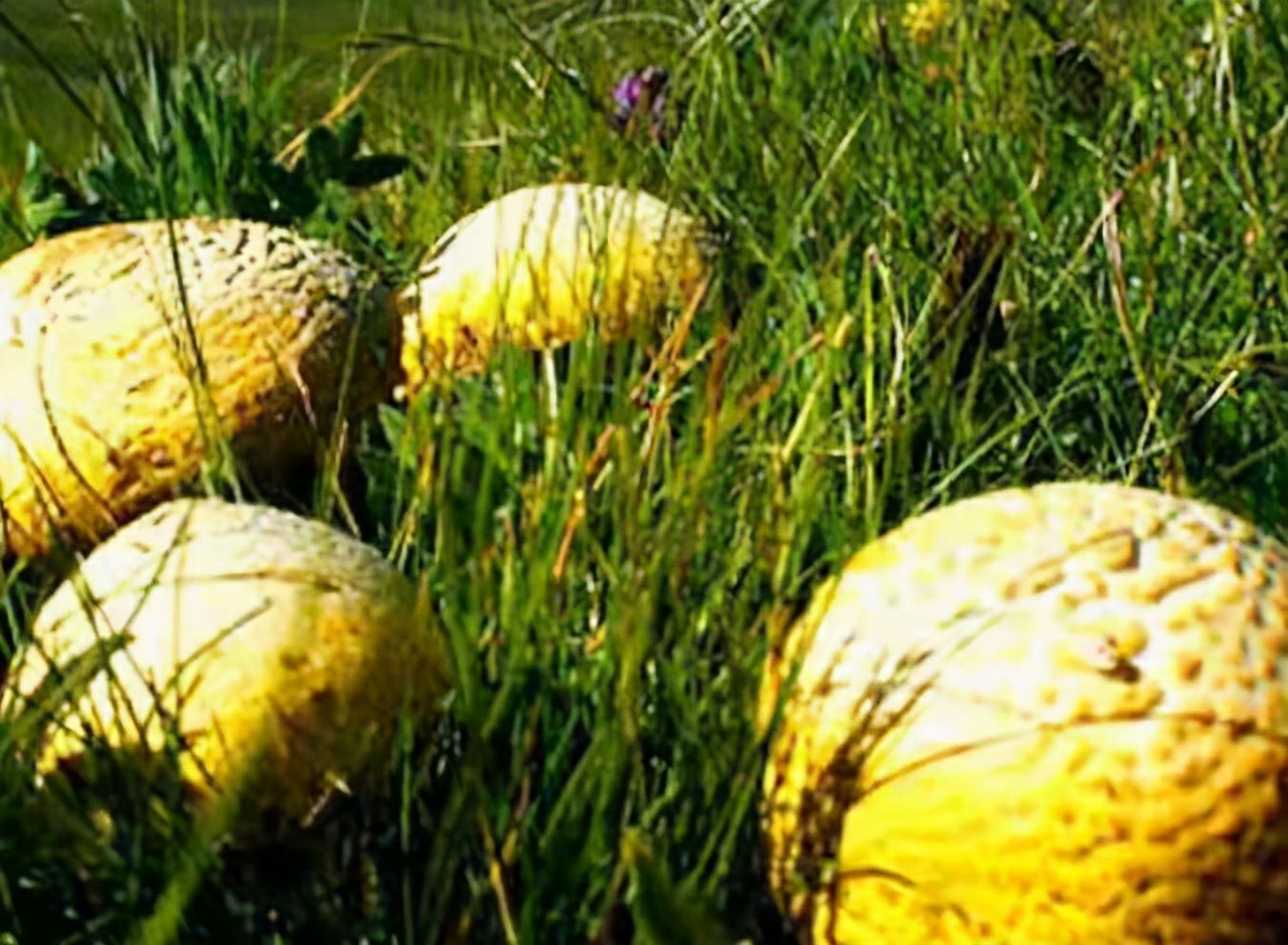 祁连黄蘑菇，炖鸡汤，各种食材搭配。加牛肉爆炒