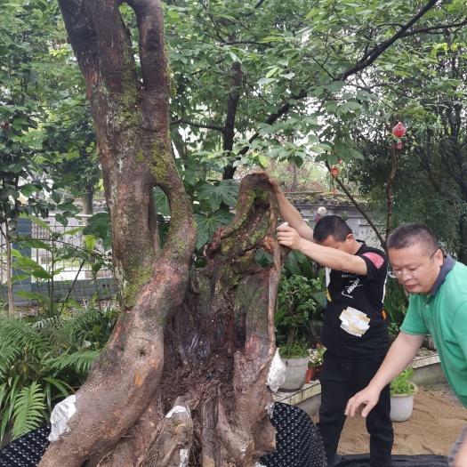 成都香豌豆  小叶黄檀