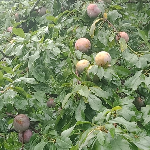 广州 三华李大量上市