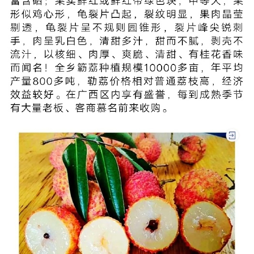 桂平市桂味荔枝 广西桂平勒荔