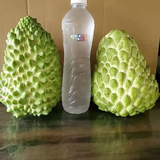 鳳梨釋迦果苗 榴蓮釋迦果苗