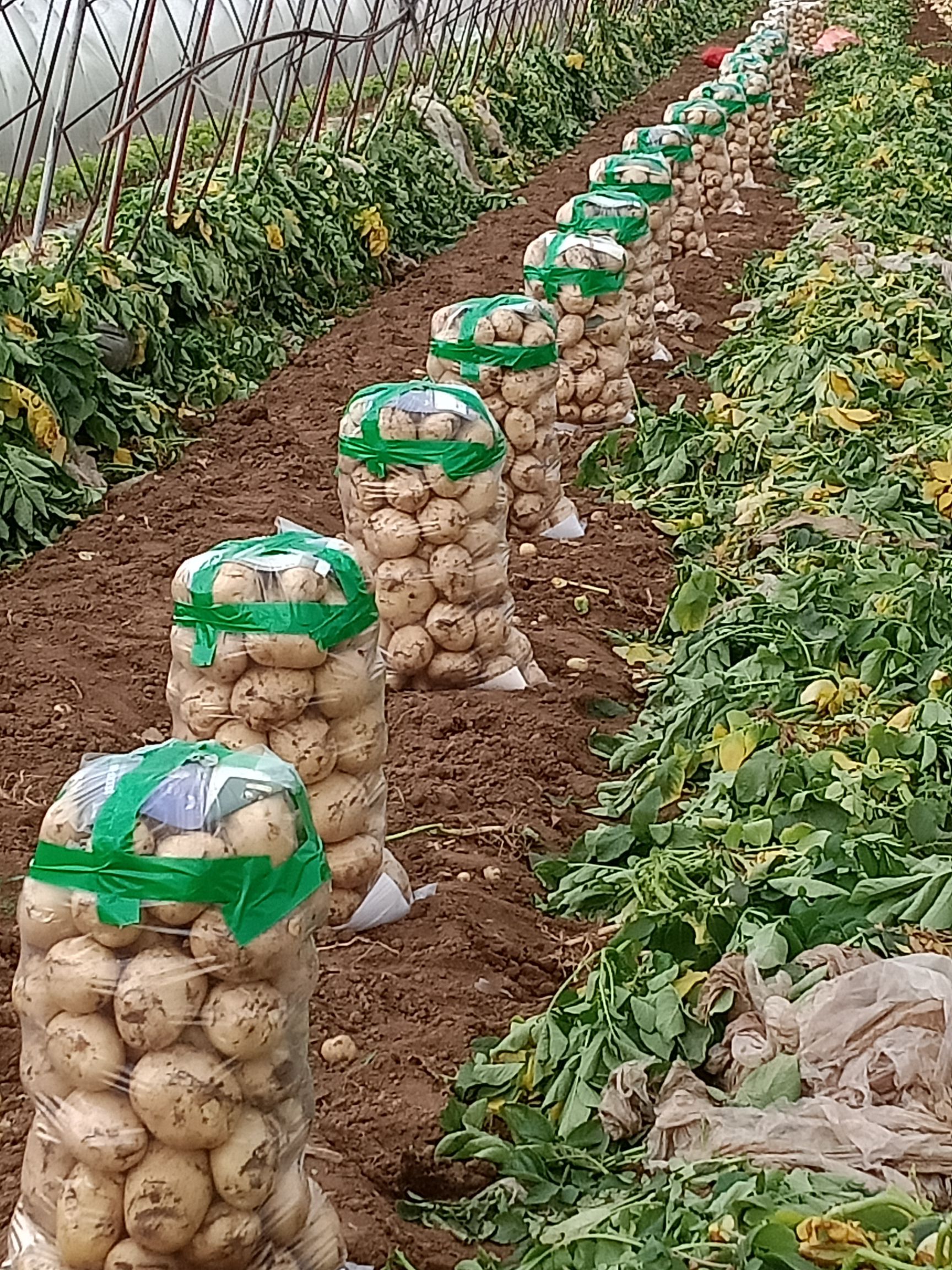 绥中早大白土豆