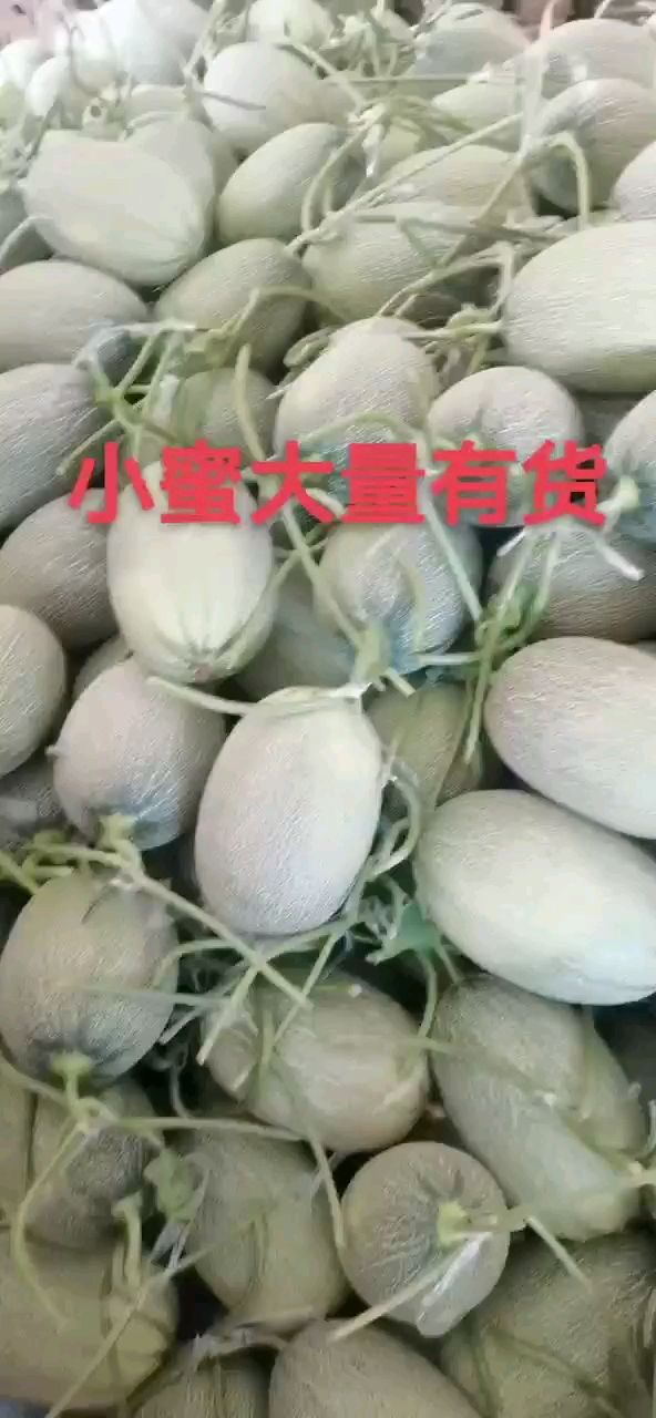 晓蜜25号 精品晓蜜25