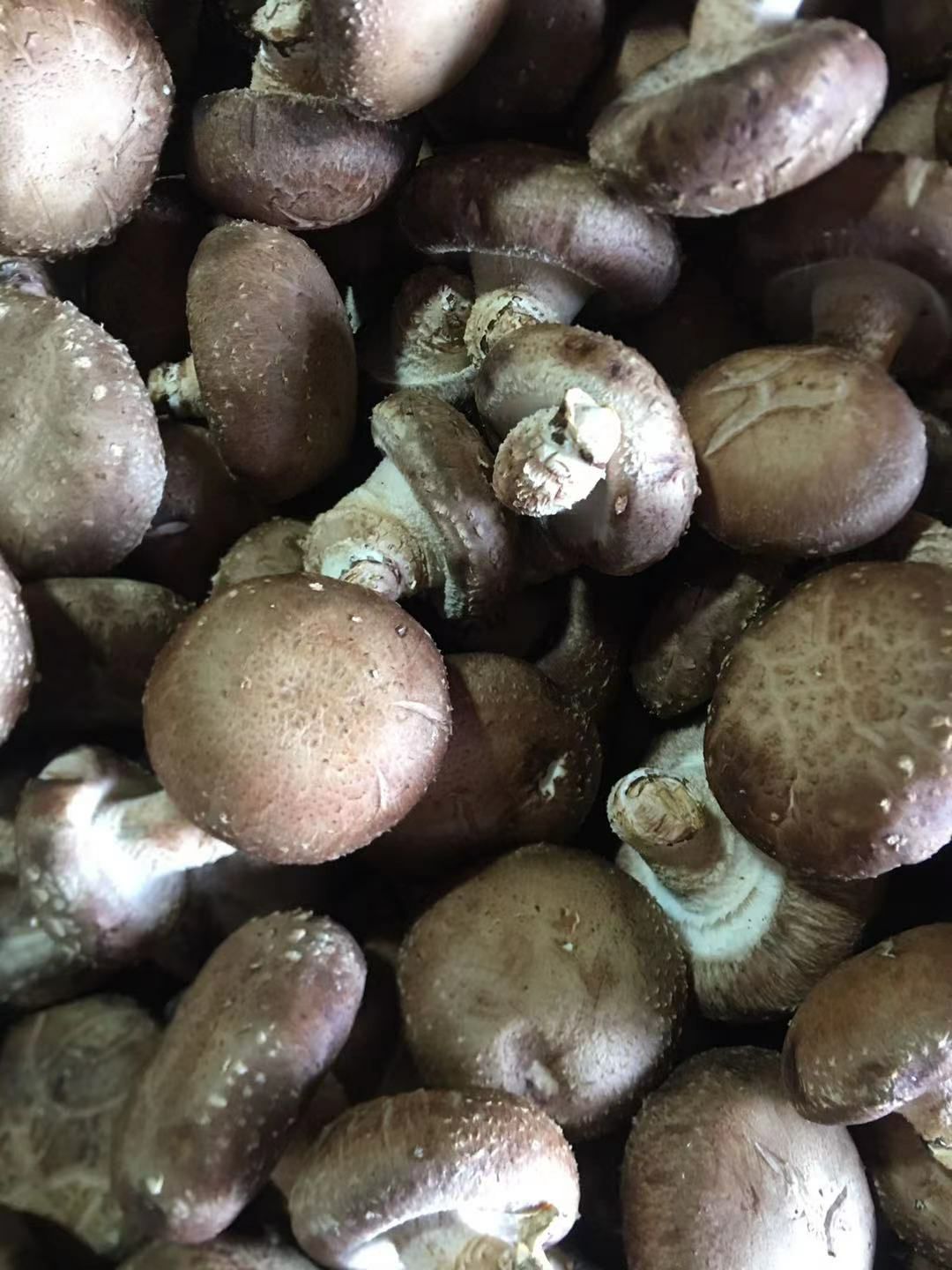 花菇 鲜香菇，干香菇