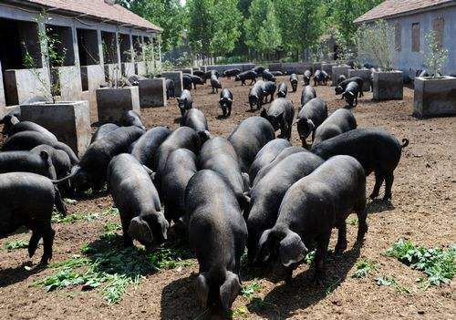 黑猪苗  中华黑猪，中华本土猪种，我国古老猪种，肉口感好，有嚼劲，味美