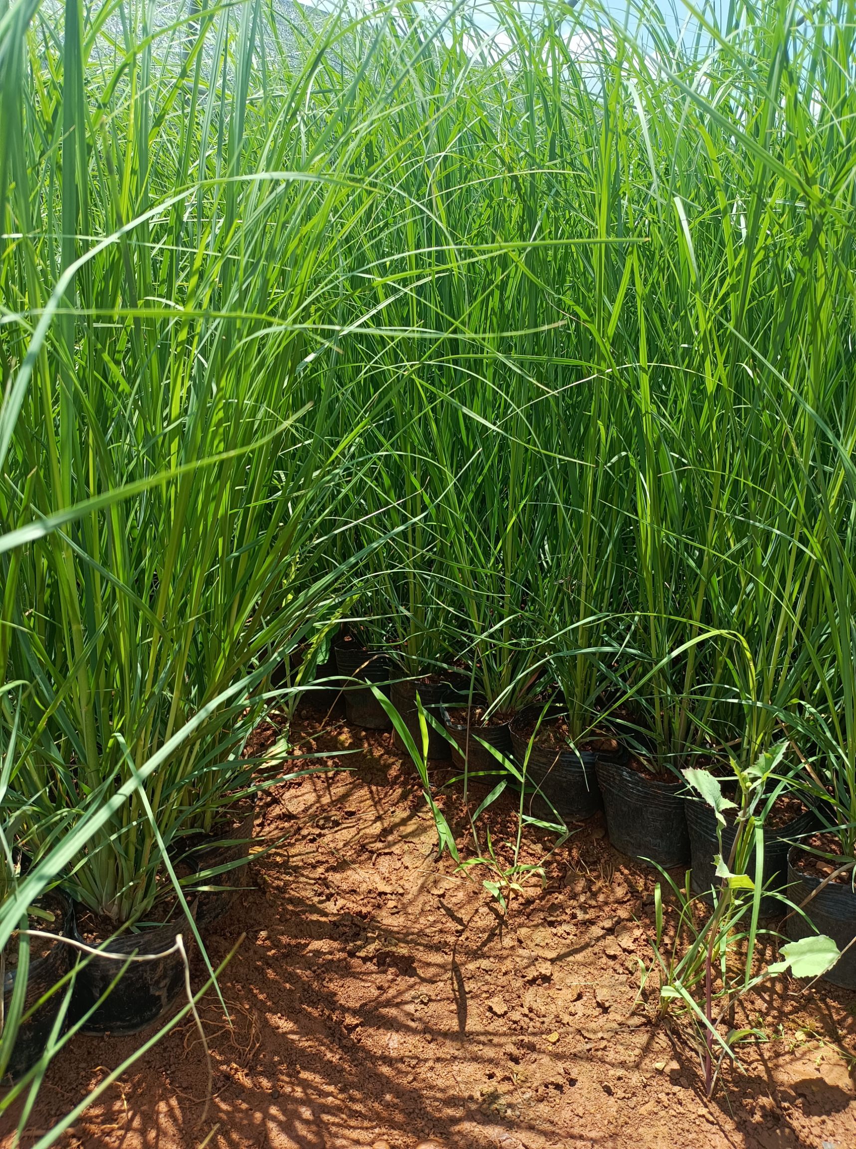蒲苇 矮蒲苇 蒲苇基地直供