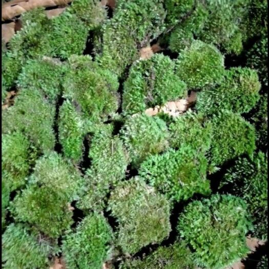 太湖县水苔苔藓 皖南大灰藓 常年供应，宜存活，园林景观，微景观。