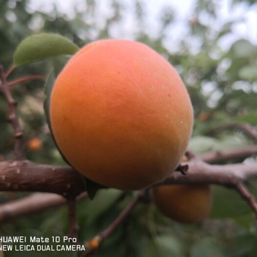 泊头市金太阳杏绿色无公害食品，产量大价格低，直径4---5公分以上