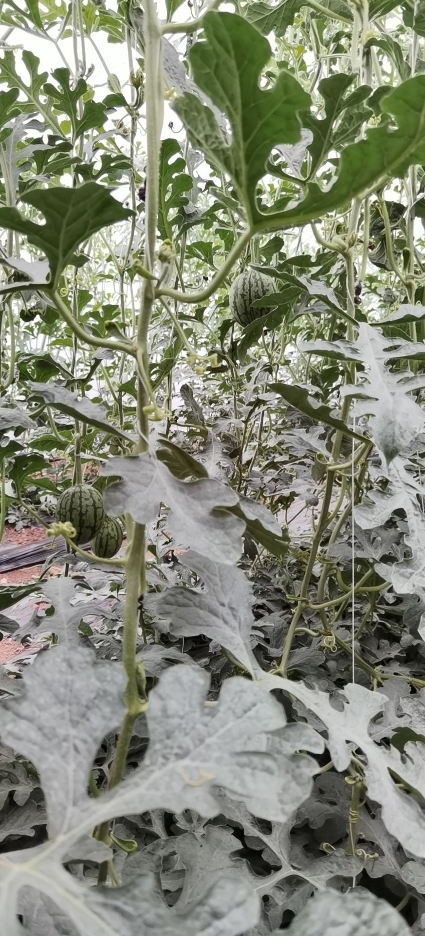 吊西瓜  西瓜吊瓜