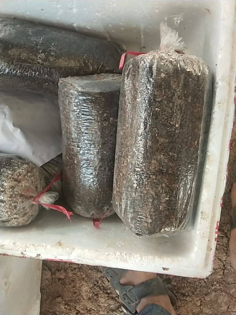 三门峡鸡腿菇菌种  大球盖栽培种