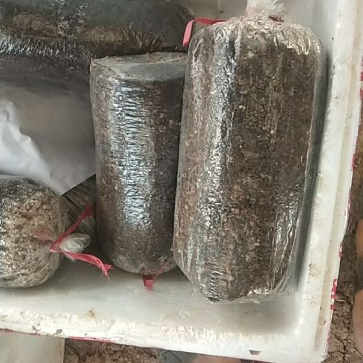 三门峡鸡腿菇菌种  大球盖栽培种