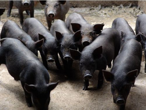 黑猪苗  中华黑猪，中华本土猪种，我国古老猪种，肉口感好，有