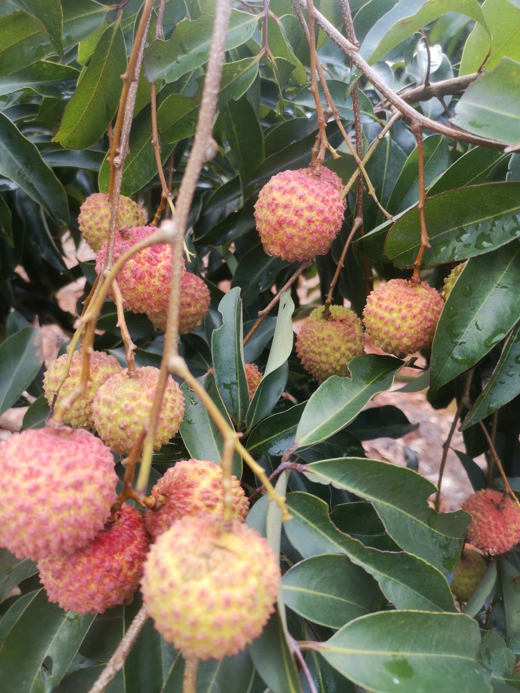 桂味荔枝 廣西靈山荔枝