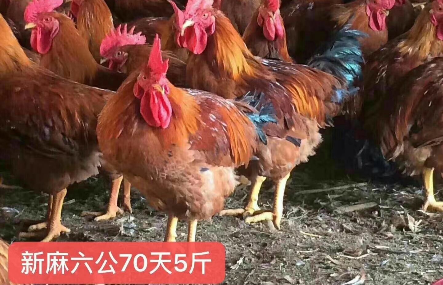 麻鸡苗  新麻6号鸡苗 天露麻5号鸡苗 品种正宗 包打疫苗