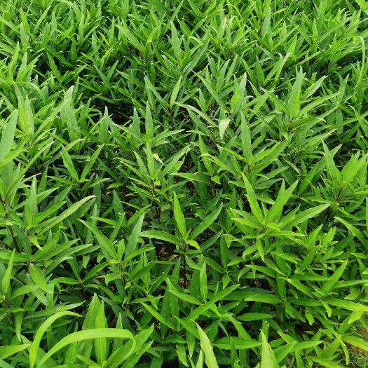 宜良县翠芦莉盆栽  翠绿莉，