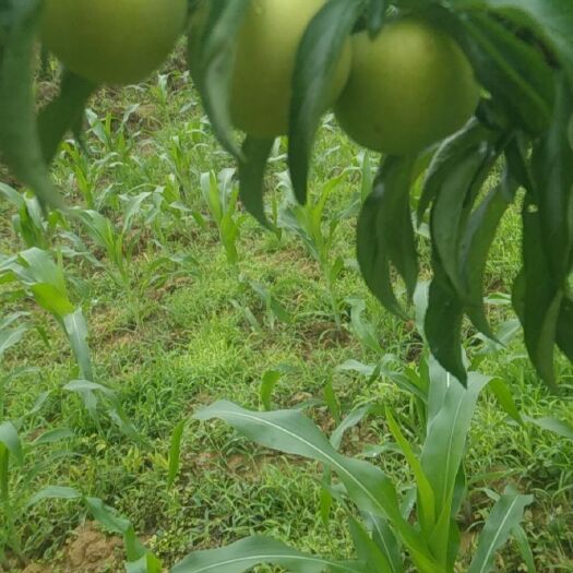 蜂糖李  四月季