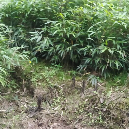 叙永县方竹苗