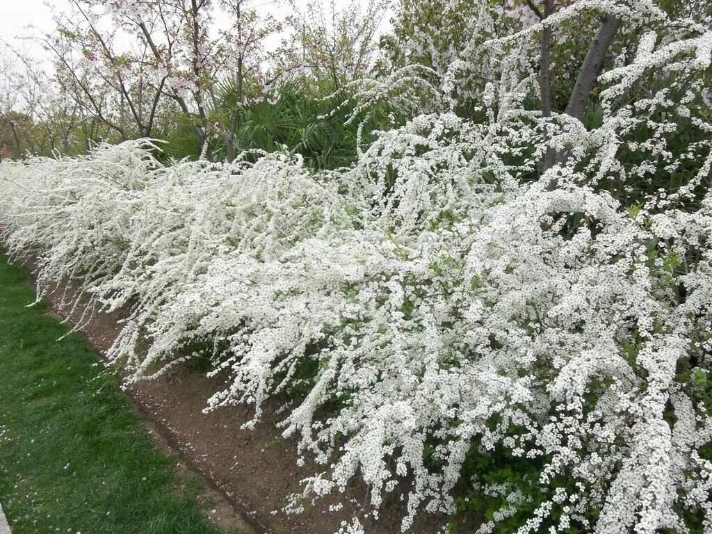  珍珠绣线菊种子 雪柳干枝花 东北播种繁育小苗 可种植繁育技术