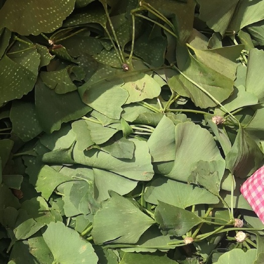 银杏叶  古白果树叶 金叶银杏小苗叶