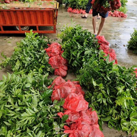 浦北县黄皮果苗  黑金刚下雨天不裂果