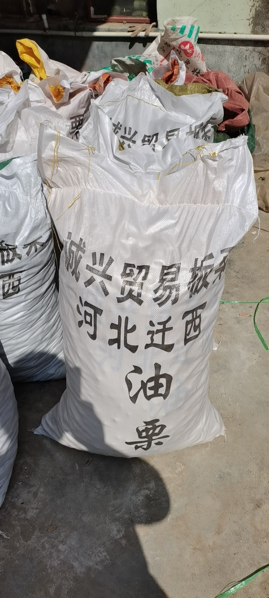 油栗 山东郯城老树栗子“207品种”可视频看货，产地直供